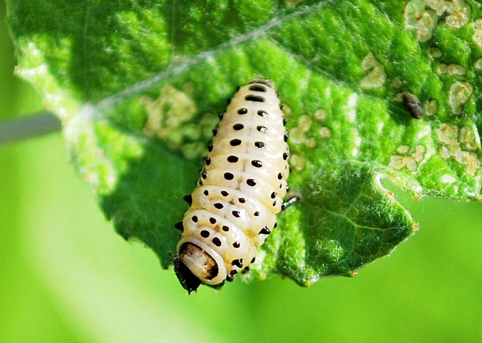 Crisolina lucida e ovature; no: Chrysomela populi